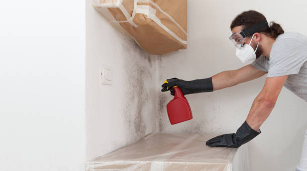 Basement Mold Remediation treatment on basement walls in Wendell